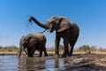 Elephants drinking and taking a bath in Mashatu Game Reserve Royalty Free Stock Photo