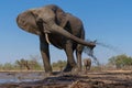 Elephants drinking and taking a bath in Mashatu Game Reserve Royalty Free Stock Photo