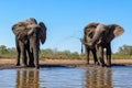 Elephants drinking and taking a bath in Mashatu Game Reserve Royalty Free Stock Photo