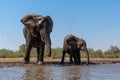 Elephants drinking and taking a bath in Mashatu Game Reserve Royalty Free Stock Photo