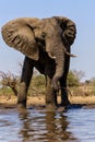 Elephants drinking and taking a bath in Mashatu Game Reserve Royalty Free Stock Photo