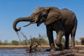 Elephants drinking and taking a bath in Mashatu Game Reserve Royalty Free Stock Photo