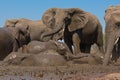 Elephants drinking and taking a bath in Mashatu Game Reserve Royalty Free Stock Photo