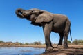 Elephants drinking and taking a bath in Mashatu Game Reserve Royalty Free Stock Photo