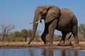 Elephants drinking and taking a bath in Mashatu Game Reserve Royalty Free Stock Photo