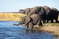 Elephants drinking water at Chobe River in Botswana Royalty Free Stock Photo