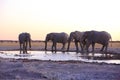 Elephants drinking water after sunset Royalty Free Stock Photo