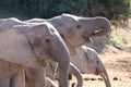 Elephants drinking water at waterhole