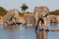 Elephants drinking at waterhole Royalty Free Stock Photo