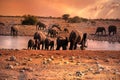 Sunset in Namibia, drinking elephants at waterhole Royalty Free Stock Photo