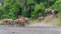 Elephants in an almost dry riverbed in Mashatu Game Reserve Royalty Free Stock Photo