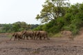 Elephants in an almost dry riverbed in Mashatu Game Reserve Royalty Free Stock Photo