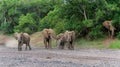 Elephants in an almost dry riverbed in Mashatu Game Reserve Royalty Free Stock Photo