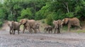 Elephants in an almost dry riverbed in Mashatu Game Reserve Royalty Free Stock Photo