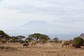 Elephants dust bathing and grazing at Ambosli national park with Mount Kilimanjaro at the backdrop, Kenya Royalty Free Stock Photo