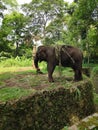 elephants are eating with gusto