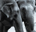 Elephants eating monochrome Royalty Free Stock Photo