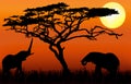 Elephants eating in sunset