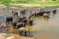 Elephants, Elephans maximus, of Pinnawala elephant orphanage bat Royalty Free Stock Photo