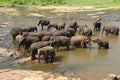 Elephants of Pinnawala elephant orphanage is bathing Royalty Free Stock Photo