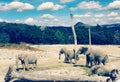 Elephants Royalty Free Stock Photo