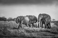 Elephants, elephant family in the savanna, safari in Africa, Kenya, Tanzania Uganda, elephant fighting Royalty Free Stock Photo