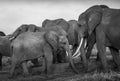 Elephants, elephant family in the savanna, safari in Africa, Kenya, Tanzania Uganda, elephant fighting Royalty Free Stock Photo