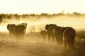 Elephants enjoying dusk at Okaukeujo waterhole Royalty Free Stock Photo