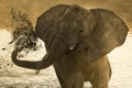 Elephants enjoying dusk at Okaukeujo waterhole Royalty Free Stock Photo