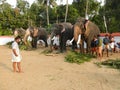 Elephants enjoying a palm frond meal, Thrissur, Kerala, India