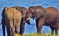 Elephants enjoying