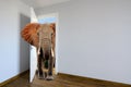 Elephants entering a door. Animal watching from a wall. Child's imagination or a dream Royalty Free Stock Photo