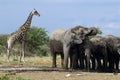 Elephants in Etosha Nationalpark, Namibia