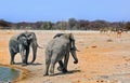 Elephants on the etosha plains