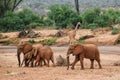 Elephants at Ewaso Nyiro River in Samburu National Reserve, Kenya