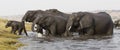 Elephants exiting a river crossing with young elephant in front Royalty Free Stock Photo