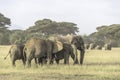 Elephants family