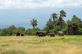 Elephants family on African savanna in Amboseli, Kenya, Africa Royalty Free Stock Photo