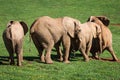 Elephants family on African savanna. Safari in Amboseli, Kenya, Royalty Free Stock Photo