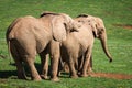Elephants family on African savanna. Safari in Amboseli, Kenya, Royalty Free Stock Photo