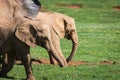 Elephants family on African savanna. Safari in Amboseli, Kenya, Royalty Free Stock Photo