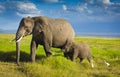 Elephants family in amboseli Royalty Free Stock Photo