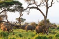 Elephants family. Amboseli. Kenya, Kilimanjaro mountain. Royalty Free Stock Photo