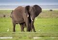 Elephants family in Amboseli National Park