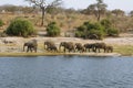 Elephants family in Chobe riverfront Royalty Free Stock Photo