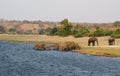 Elephants family in Chobe riverfront Royalty Free Stock Photo