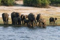 Elephants family in Chobe riverfront Royalty Free Stock Photo