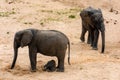 Elephants family with cute baby Royalty Free Stock Photo