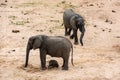 Elephants family with cute baby Royalty Free Stock Photo