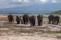 Elephants family and herd on African savanna. Safari in Amboseli, Kenya, Royalty Free Stock Photo